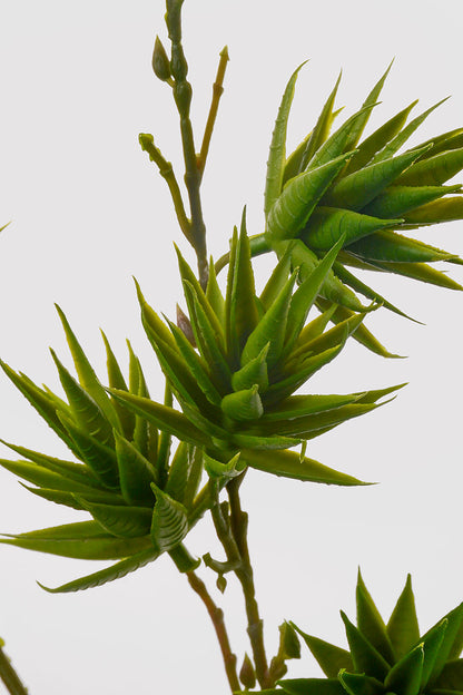 35" Aloe Vera Spray Green