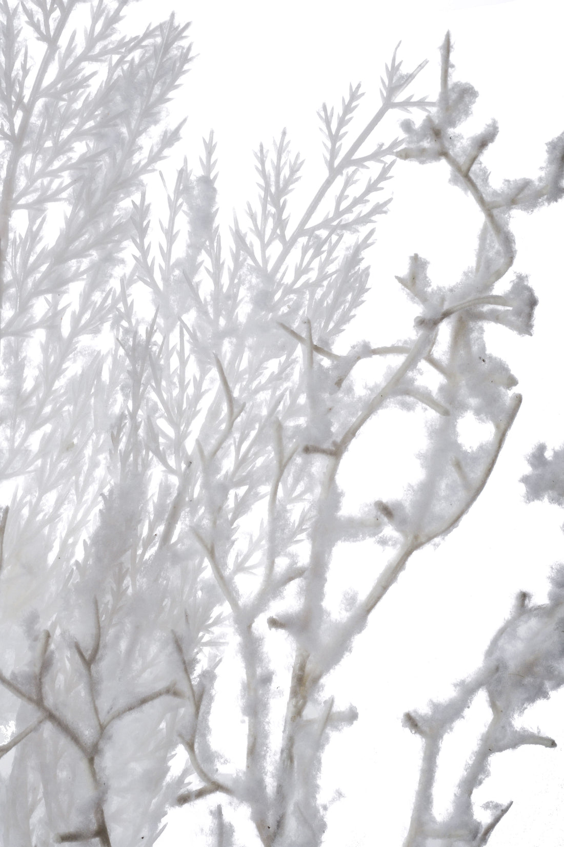 28" Snow Pine Twig Spray White