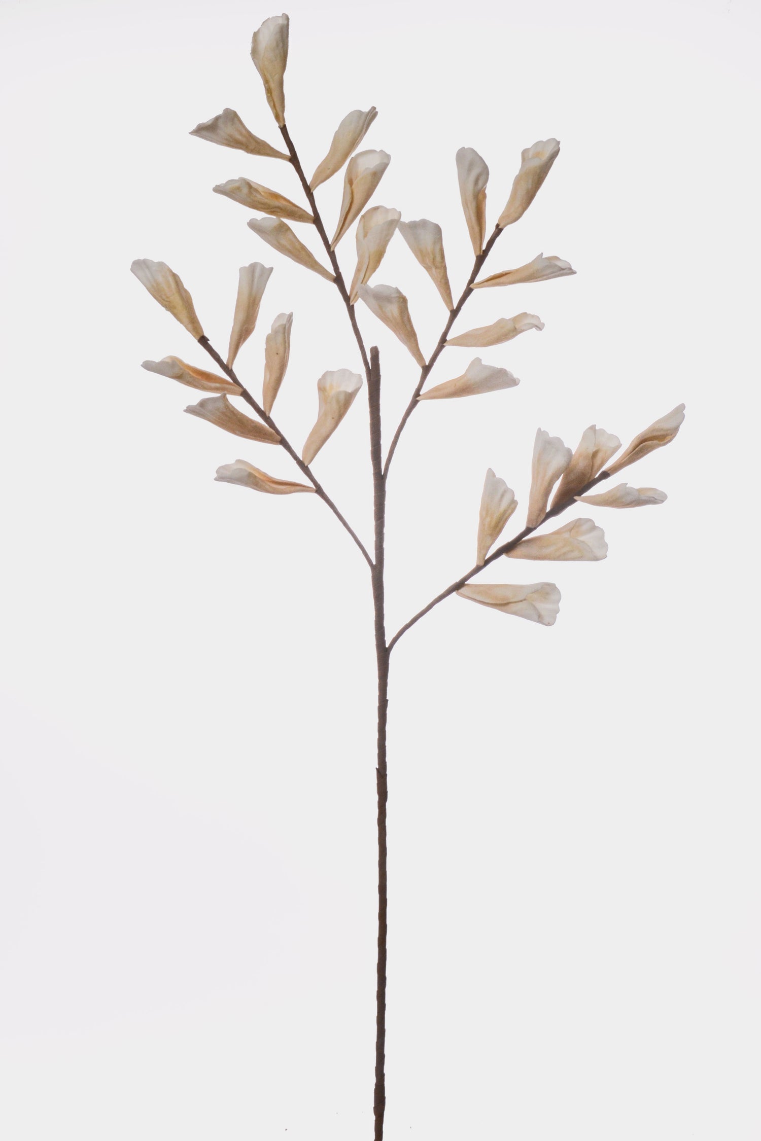 43" Shell Leaf Spray Beige