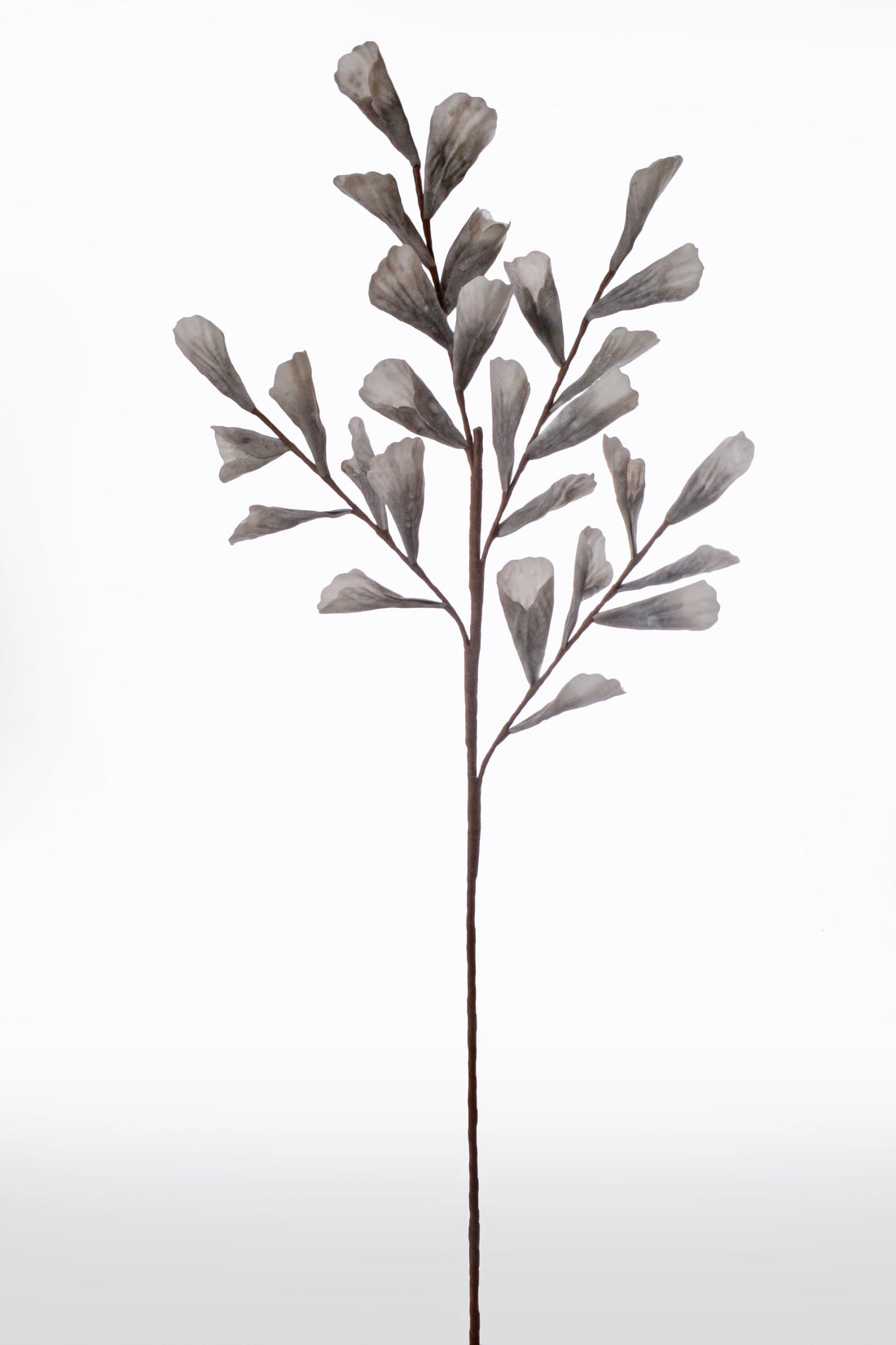 43" Shell Leaf Spray Grey