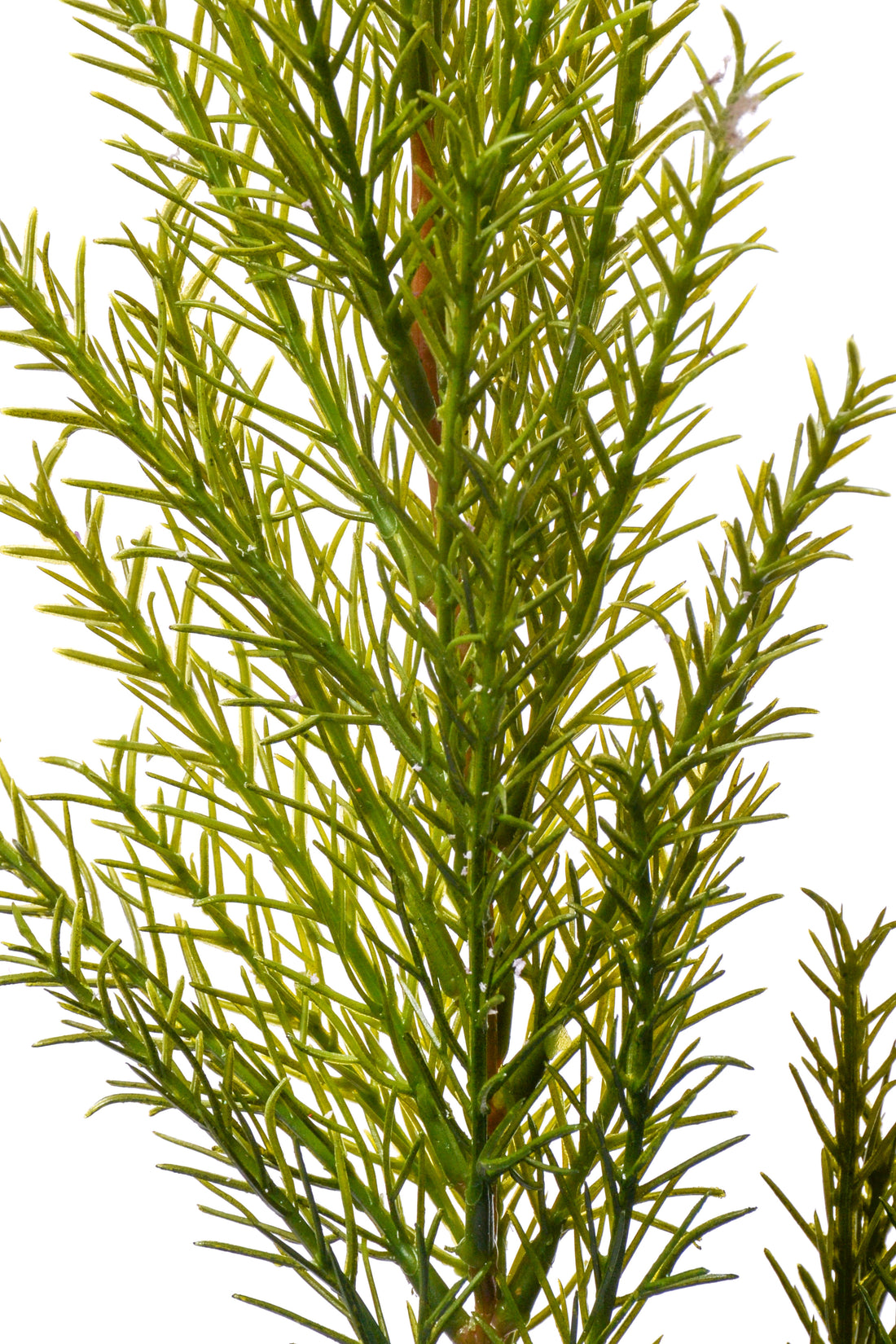 29" Clubmoss Spray Green