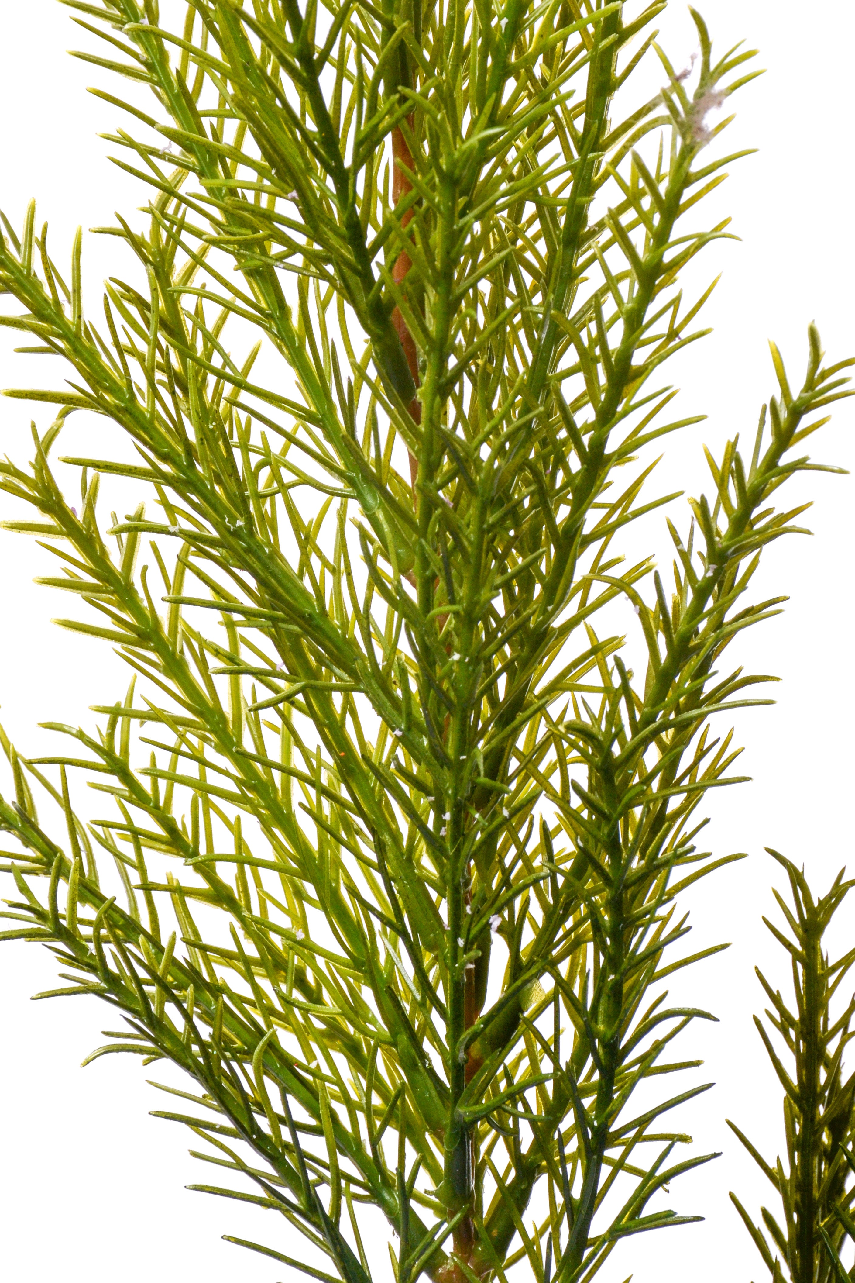 29" Clubmoss Spray Green