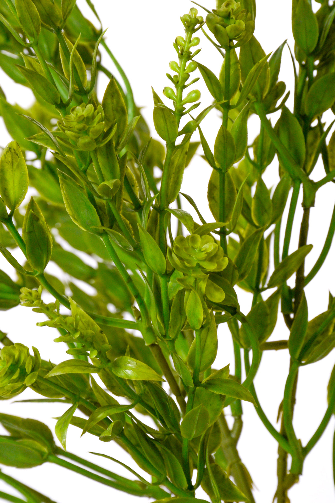 15&quot; Ruscus Mix Bush Green