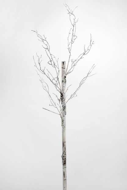 41" Birch Branch Natural