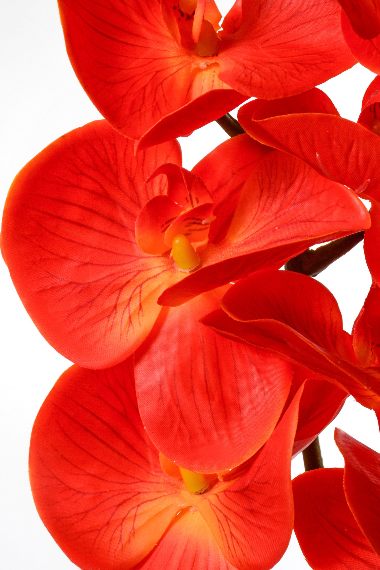 39.5" Silk Phalaenopsis Spray Orange