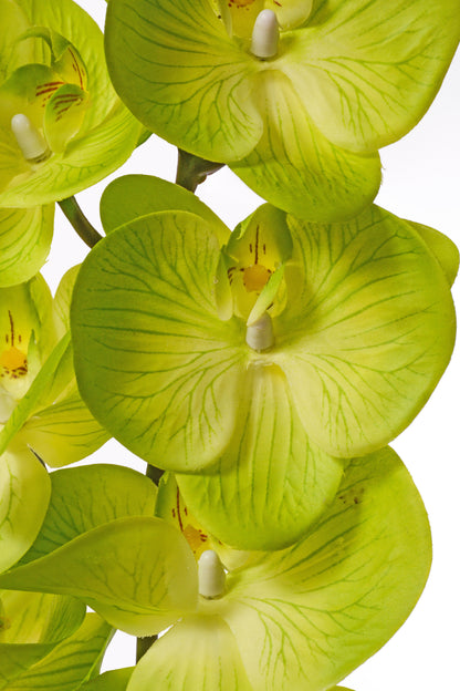 39.5" Silk Phalaenopsis Spray Green