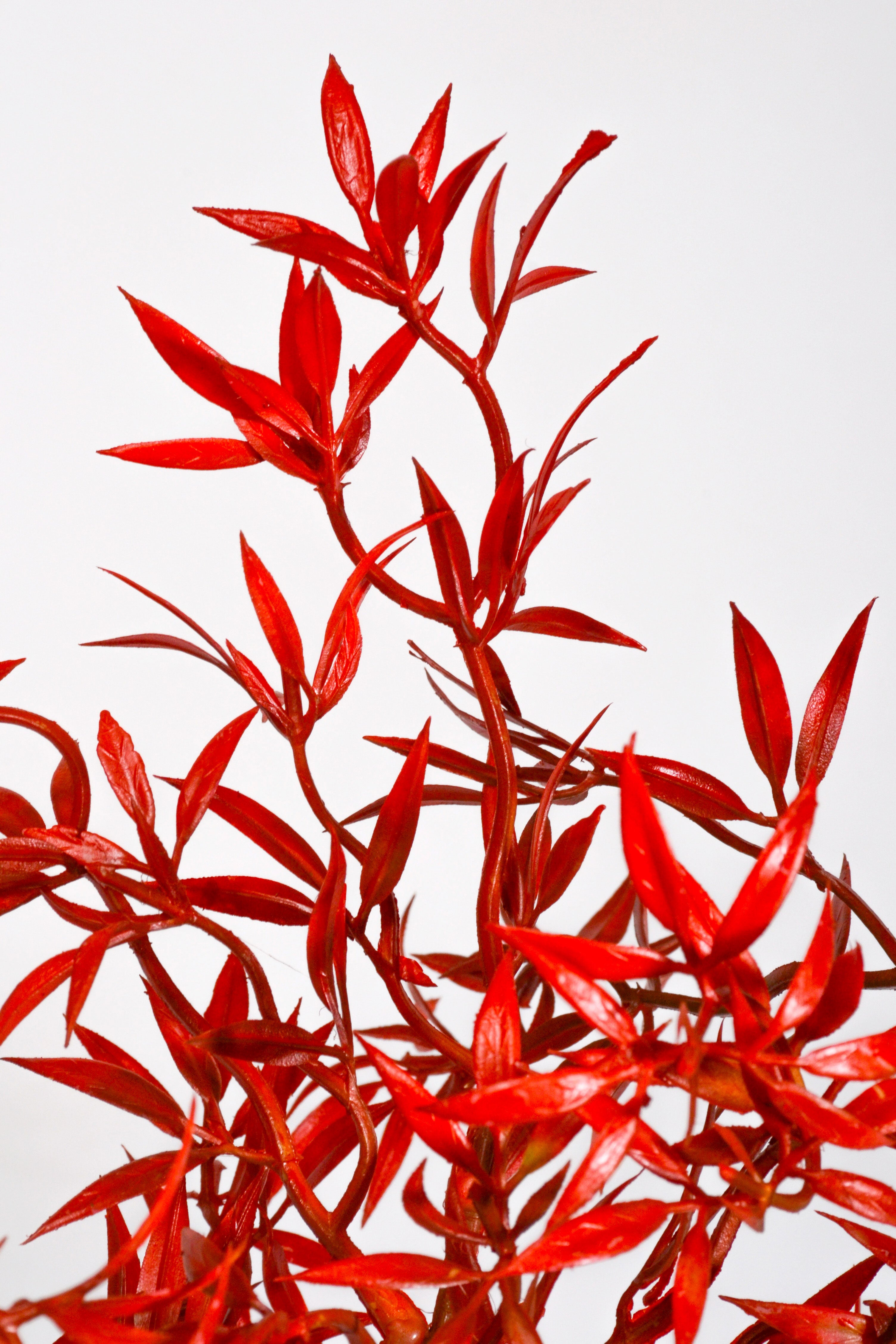 39.5" Artificial Ambrosia Leaf Spray Red