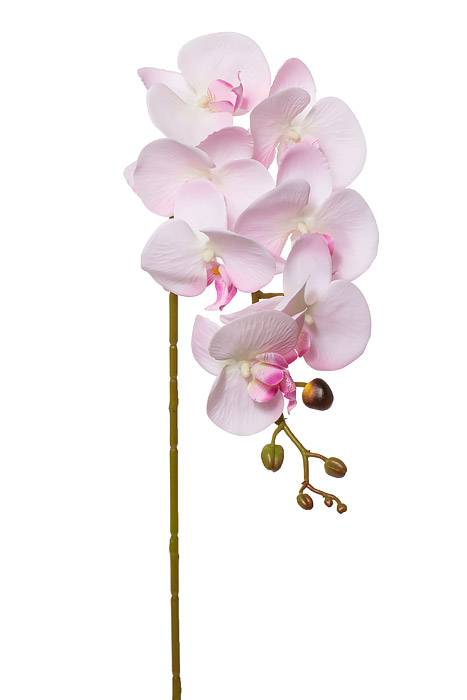 35.5" Silk Phalaenopsis Spray Light Pink