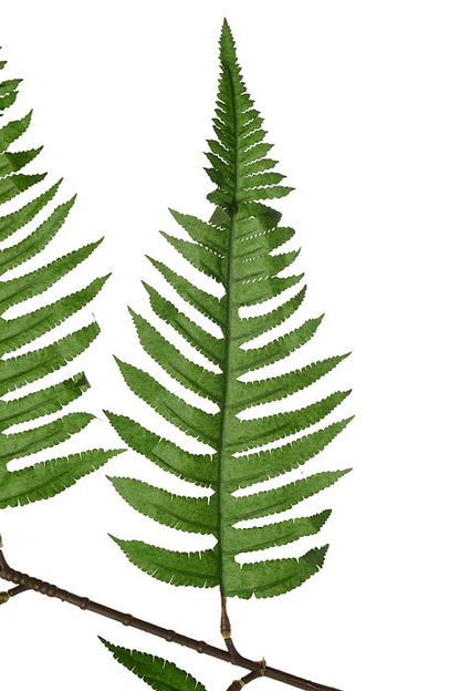 60" New York Fern Leaf Spray Green
