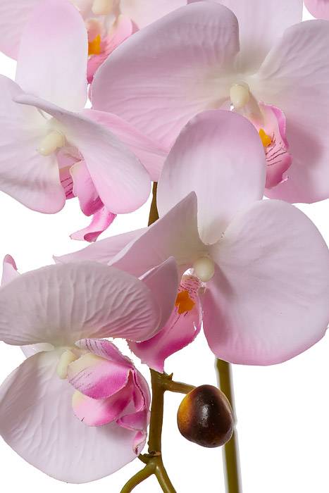 35.5" Silk Phalaenopsis Spray Light Pink