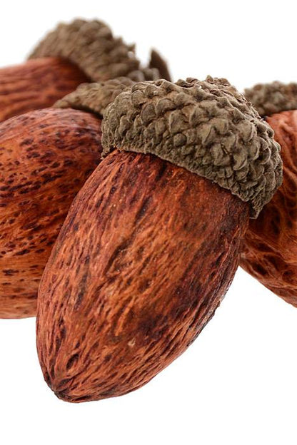 1.5" Acorn In Bag Pkg/12