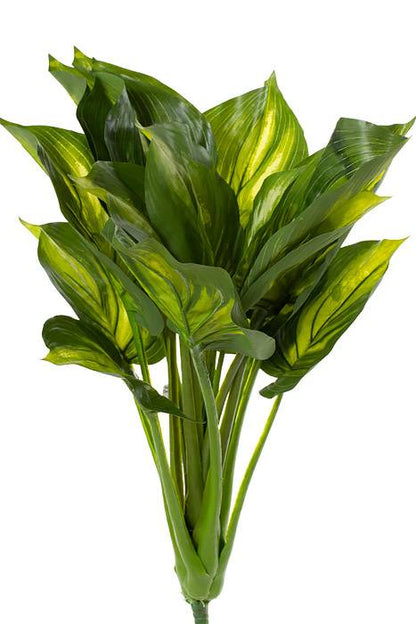 22" Eva Hosta Plant Green/cream