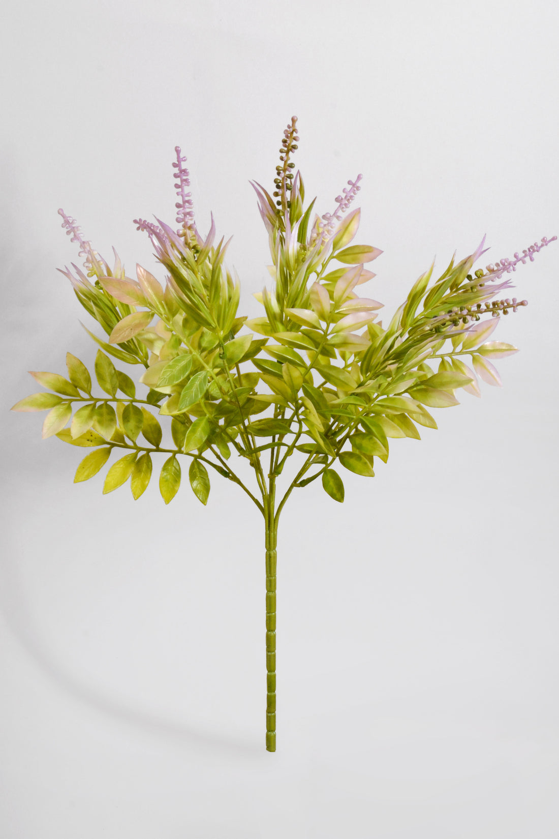 15&quot; Clethra Alnifolia Bush Lavender