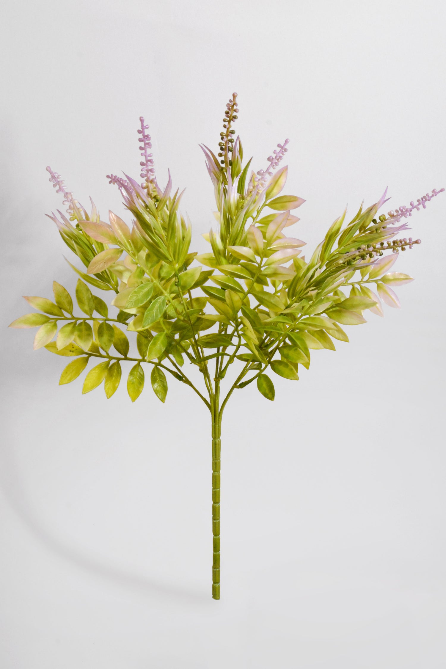 15" Clethra Alnifolia Bush Lavender