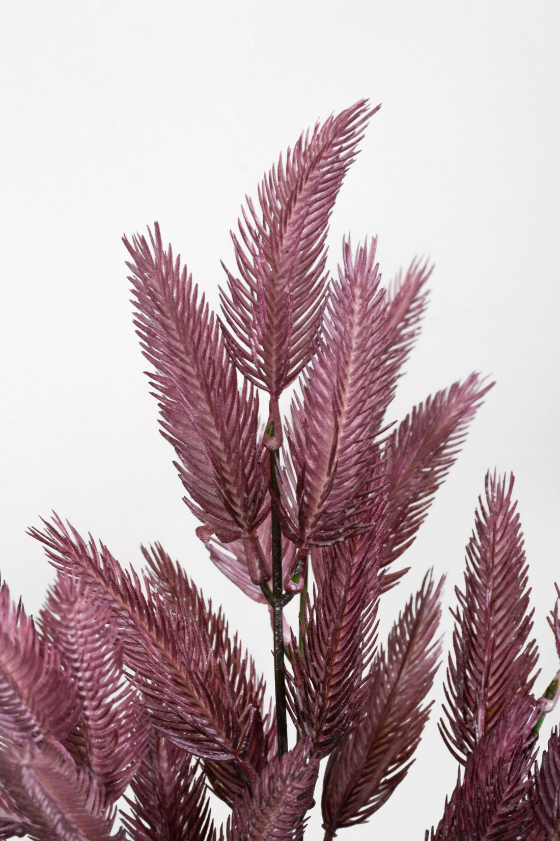 13.5" Foxtail Grass Bush Plum