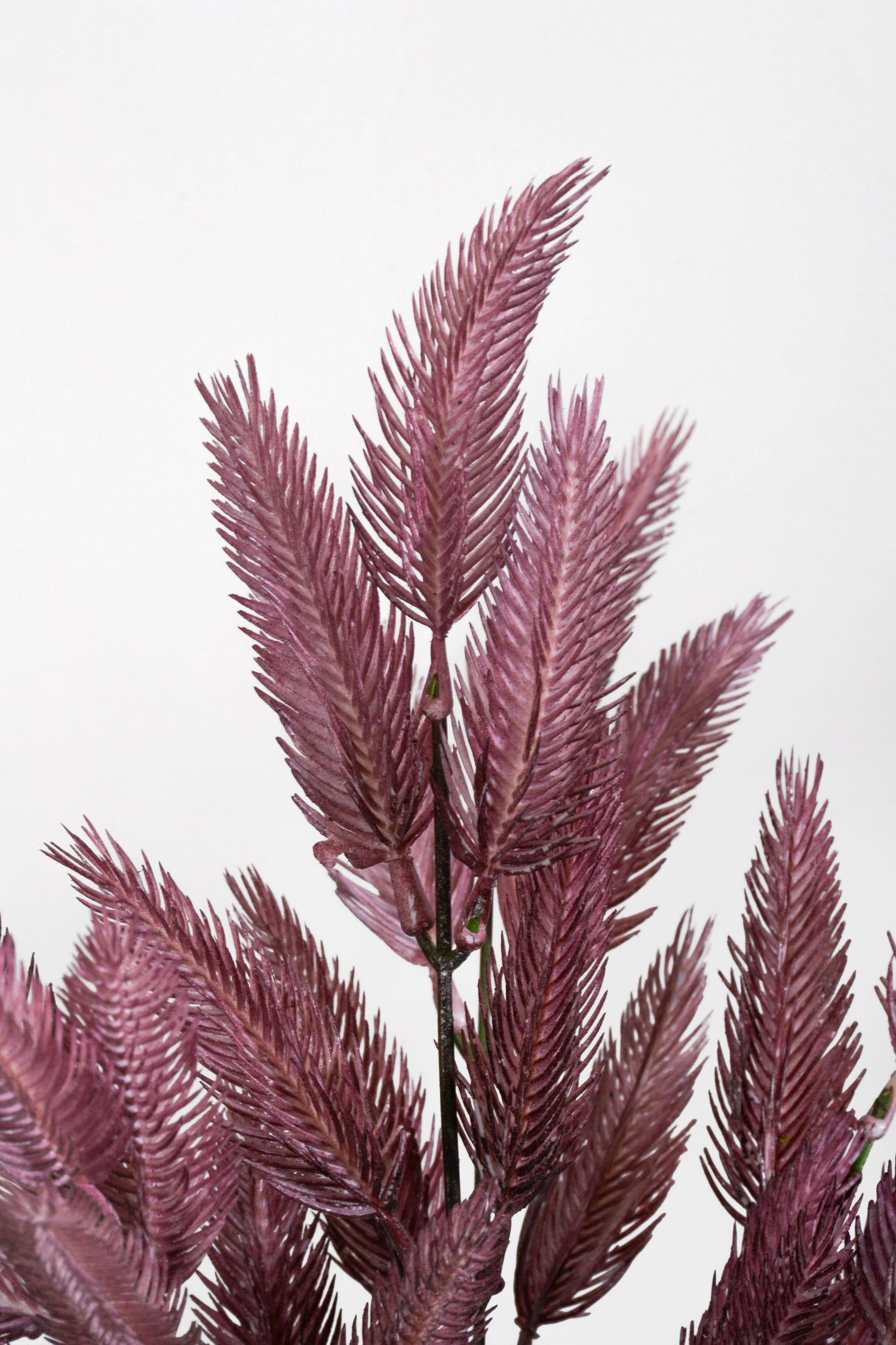 13.5" Foxtail Grass Bush Plum