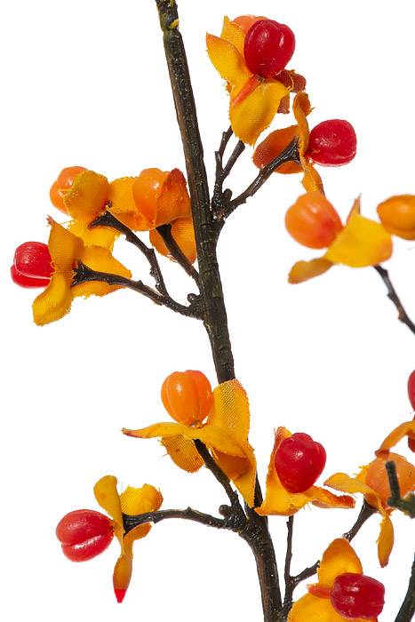 36" Berry Spray Orange