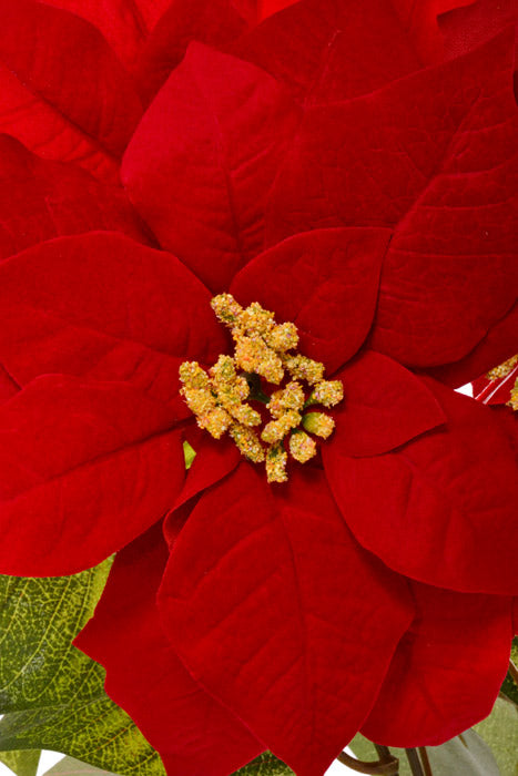 23" Velvet Poinsettia Bush Red