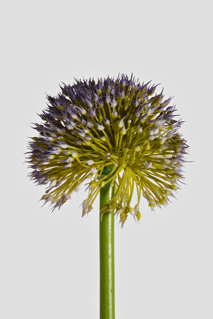 25.5" Artificial Alliums Spray Lavender