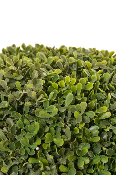 25" Boxwood Ball Topiary In Pot Green