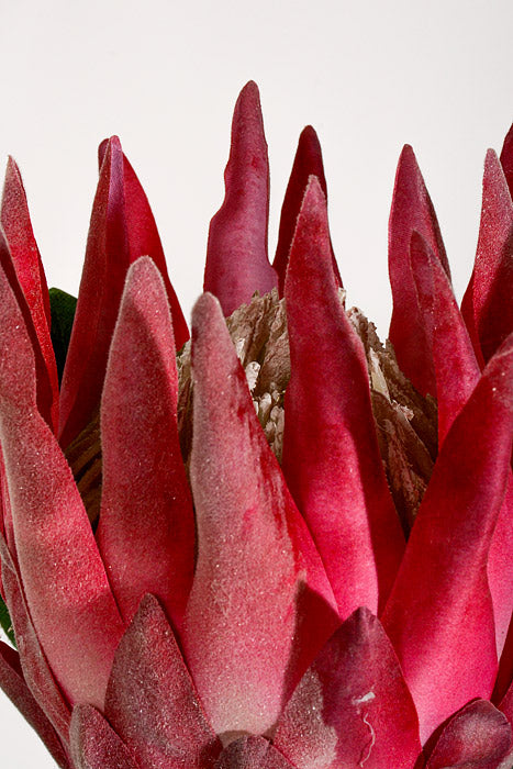 28" Artificial King Protea Spray Hot Pink