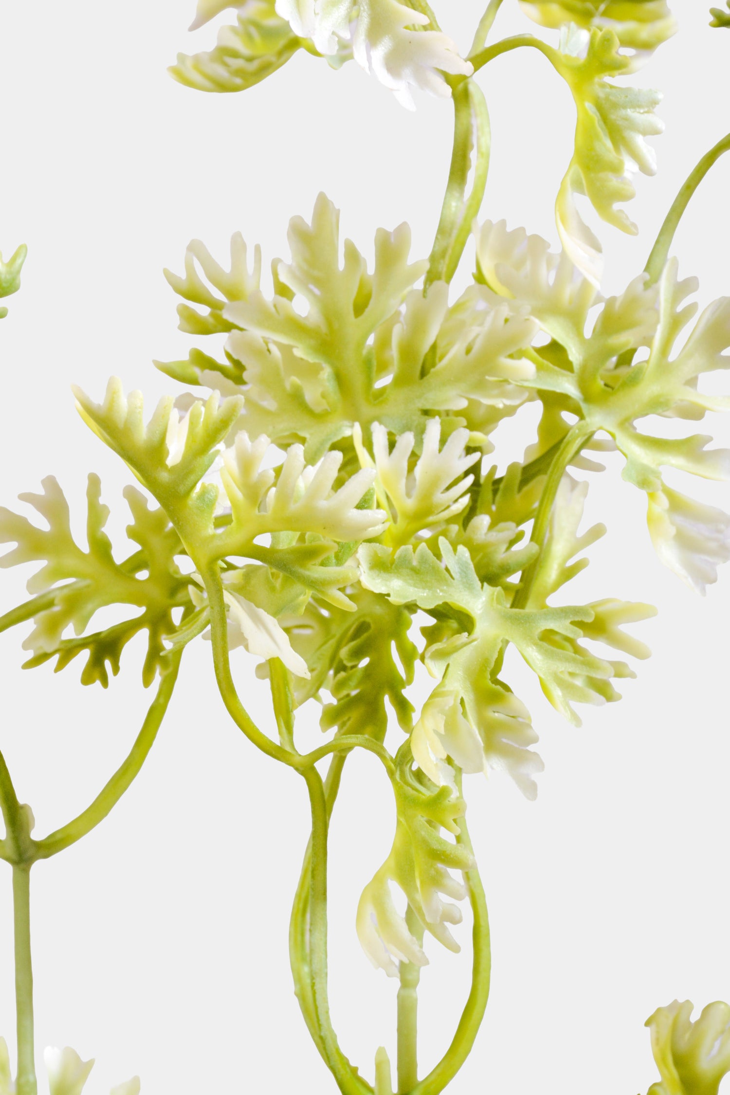 19.5" Artificial French Parsley Bush Green/White