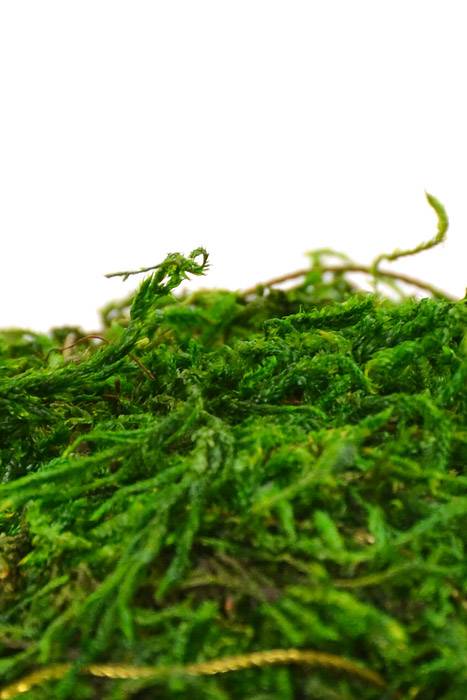 6&quot; Moss Ball Green