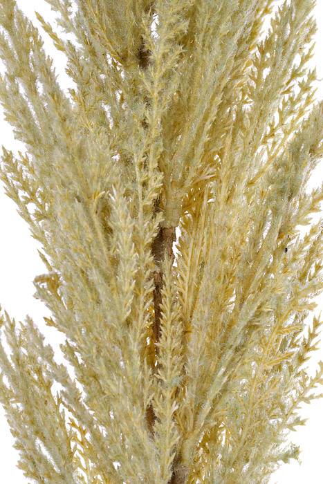46" Pampas Grass Spray Green
