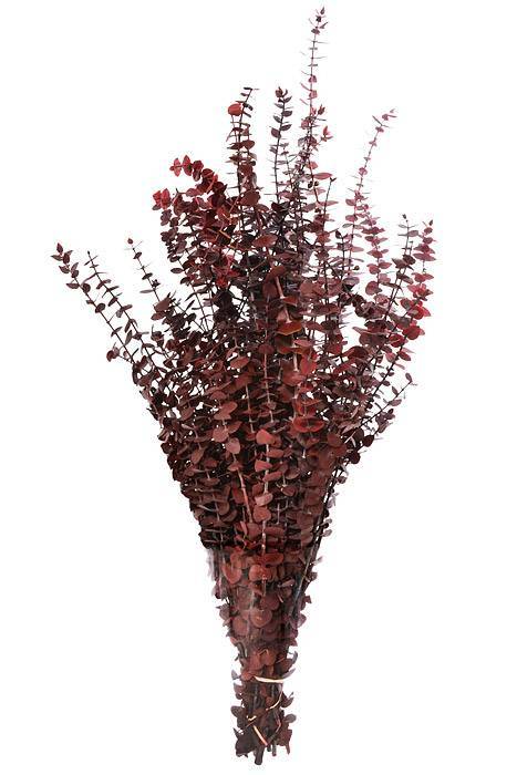 Eucalyptus Baby-Washed Red