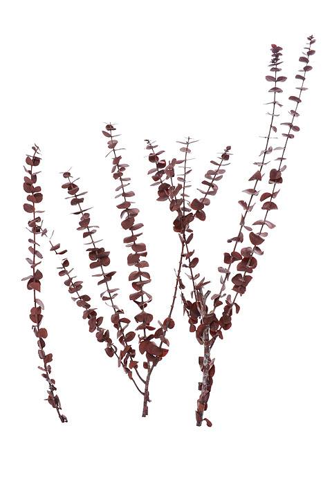 Eucalyptus Baby-Washed Red