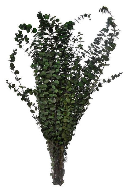 Eucalyptus Baby-Washed Green