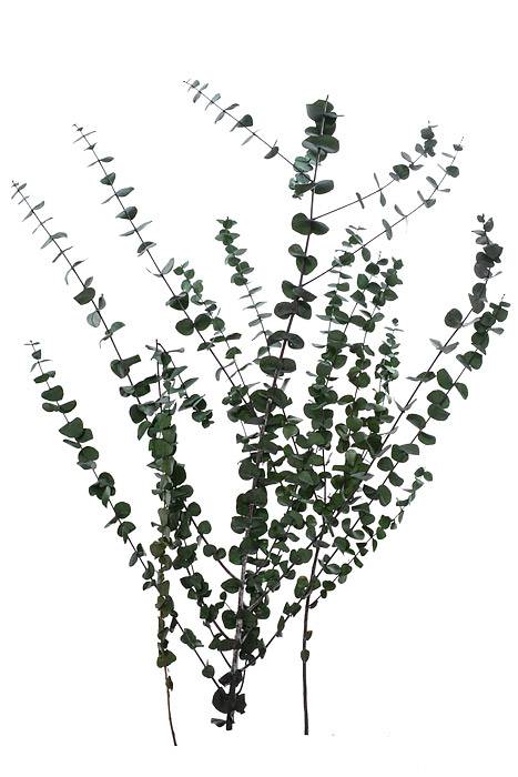 Eucalyptus Baby-Washed Green