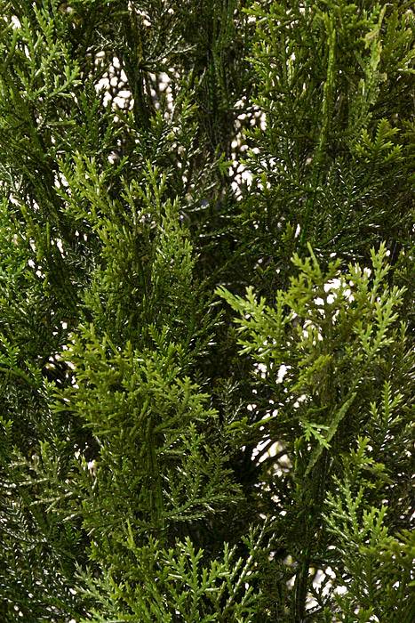 72" Cedar Topiary In Pot Green