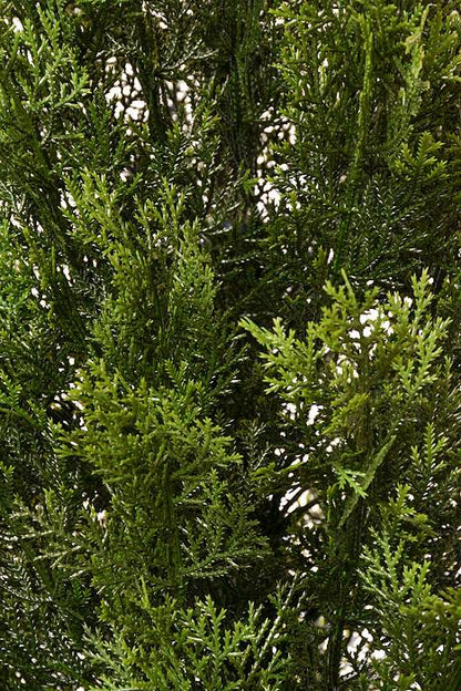 72" Cedar Topiary In Pot Green