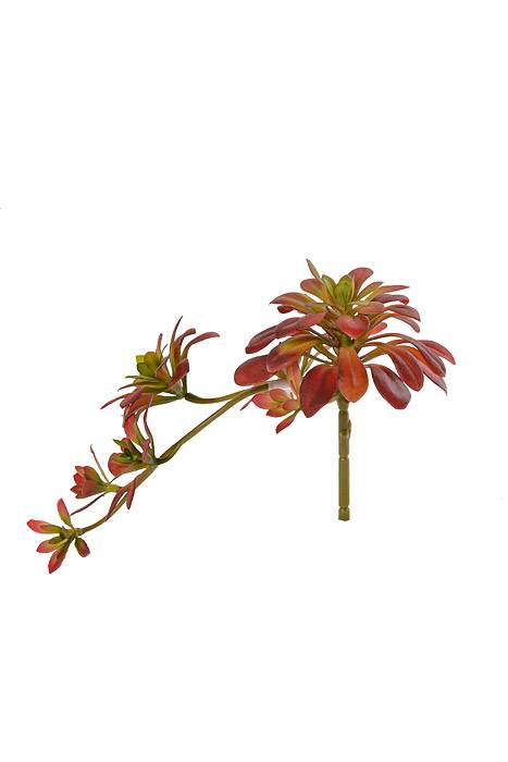 11.8" Soft Aeonium Pick Burgundy/green