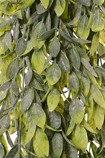 32&quot; Ruscus Hanging Vine Green