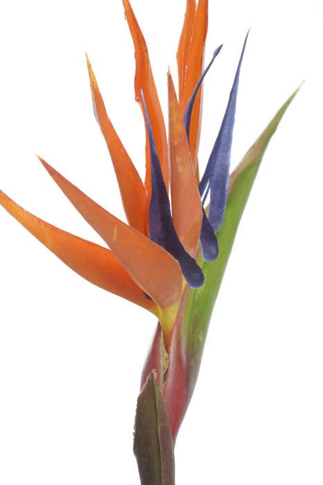 36" Artificial Bird Of Paradise Spray Orange