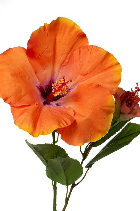 26" Hibiscus Spray Papaya/beauty
