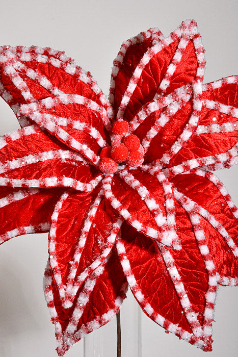 30" Giant Candy Snow Glitter Poinsettia Stem Red/White