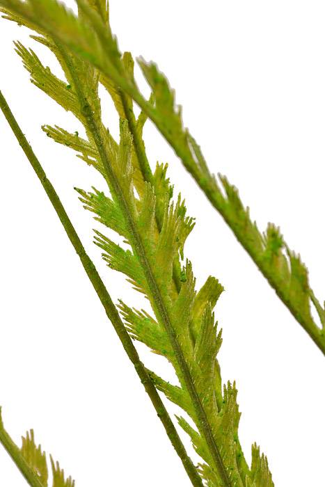 41" Long Fern Spray Green