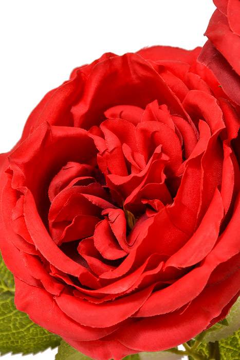 30" Silk Austin Rose Red