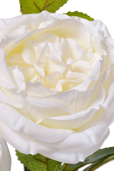 30" Silk Austin Rose White