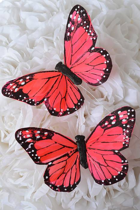 5" Butterfly Coral/red Pkg/12