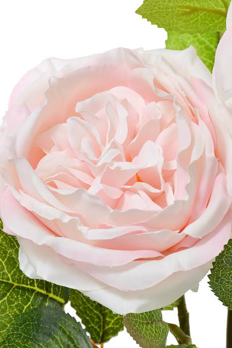 30" Silk Austin Rose Pink