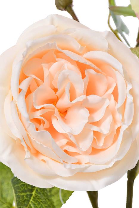30" Silk Austin Rose Peach
