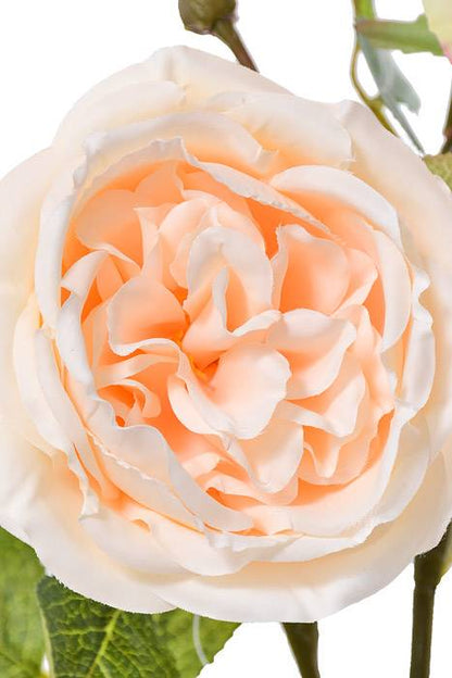 30" Silk Austin Rose Peach