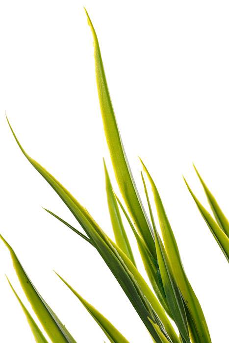 20" Plastic Grass Bush Green