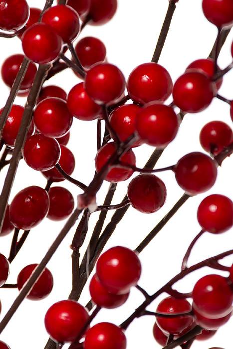 22&quot; Berry Bush (Red)