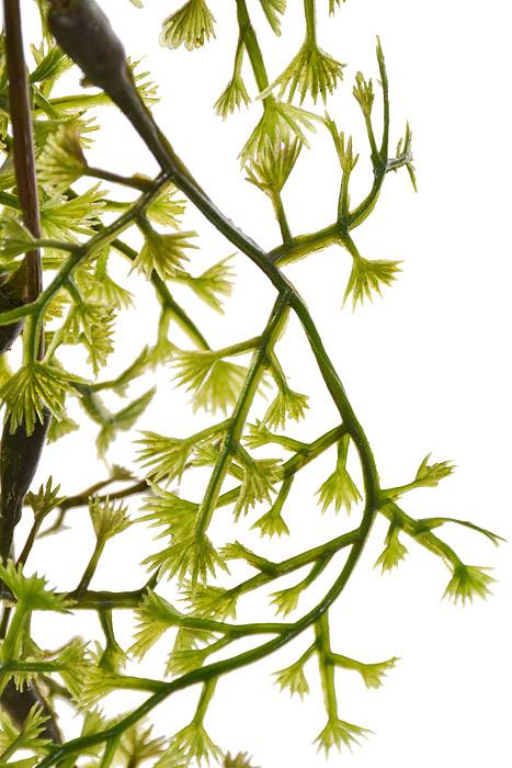 24&quot; Maiden Hair Bush Green