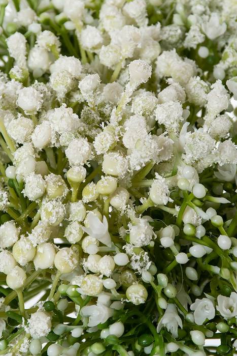 10&quot; Gypsophila Bouquet White